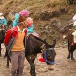 यात्रा मार्ग पर सेवा देंगे 43 सौ से अधिक घोड़ा-खच्चर संचालक, दोनों धामों के लिए कुल आठ हजार से अधिक घोड़े-खच्चरों का पंजीकरण, पैदल मार्ग पर खच्चरों के लिए गरम पानी और विश्राम की भी व्यवस्था