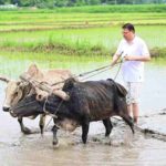 सीएम धामी ने खटीमा में की धान रोपाई, किसानों के श्रम को किया नमन
