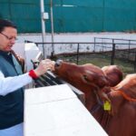 सीएम धामी ने मुख्यमंत्री आवास स्थित गौशाला में गोवर्धन पूजा के अवसर पर गौ माता की पूजा-अर्चना कर प्रदेश की खुशहाली, समृद्धि और जन कल्याण की कामना की।
