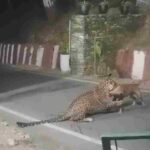 गुलदार ने कुत्ते को बनाया शिकार, दांतों में पकड़ कर घसीटते हुए कुत्ते को लेकर गया दूर