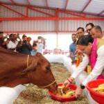 मुख्यमंत्री ने हल्दीघेरा, खटीमा में ₹7.23 करोड़ की लागत से निर्मित गौशाला का किया लोकार्पण